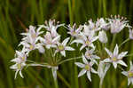 Meadow garlic